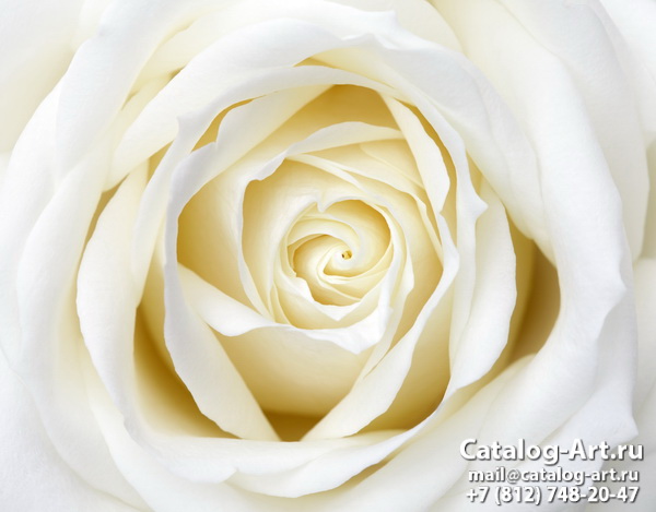 White roses 49